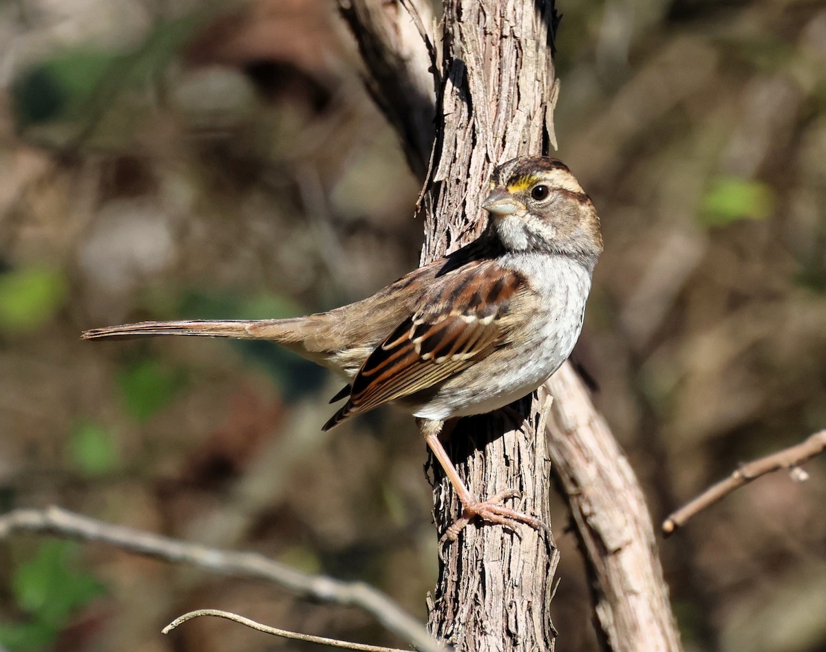 White-throated Sparrow - ML613875098