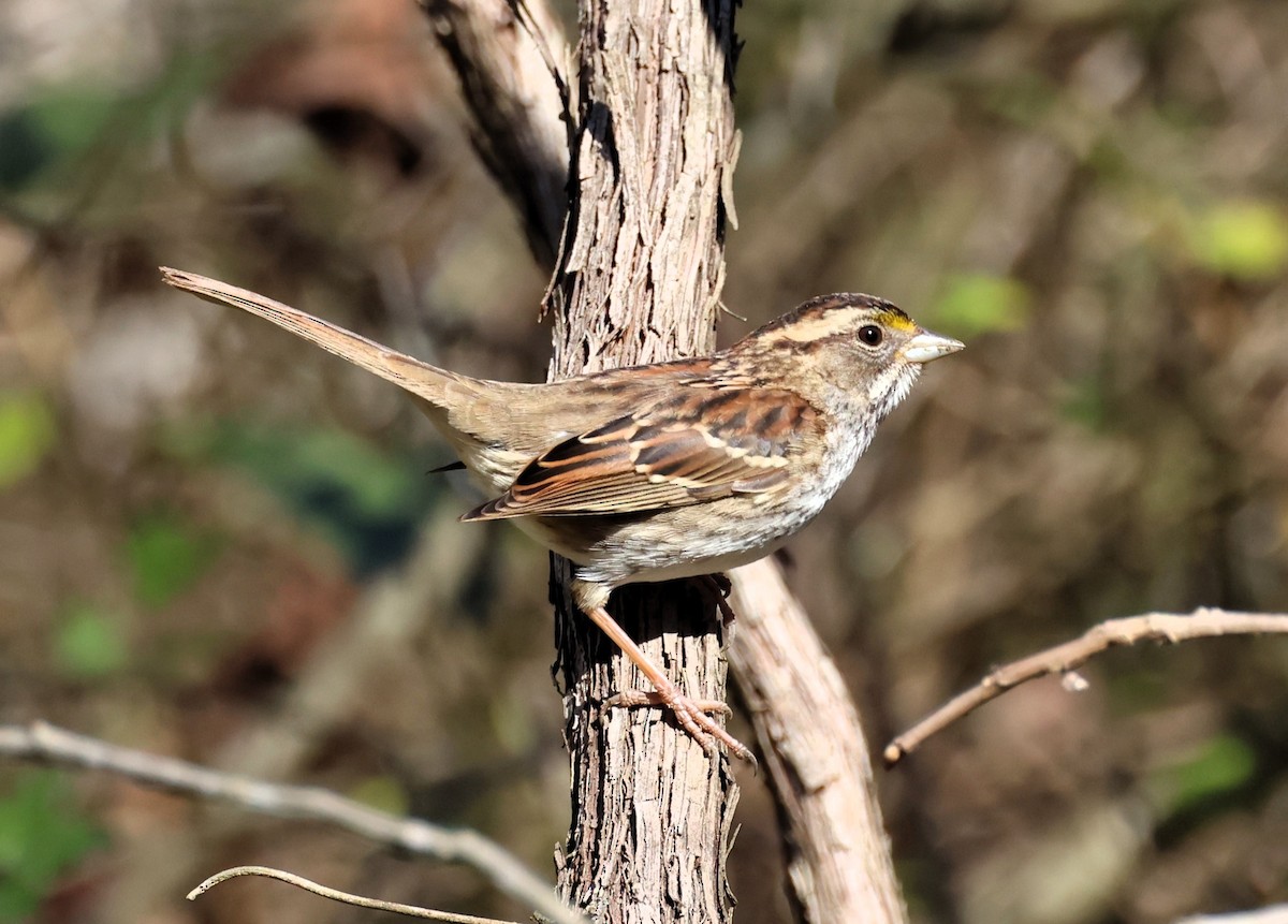 White-throated Sparrow - ML613875099