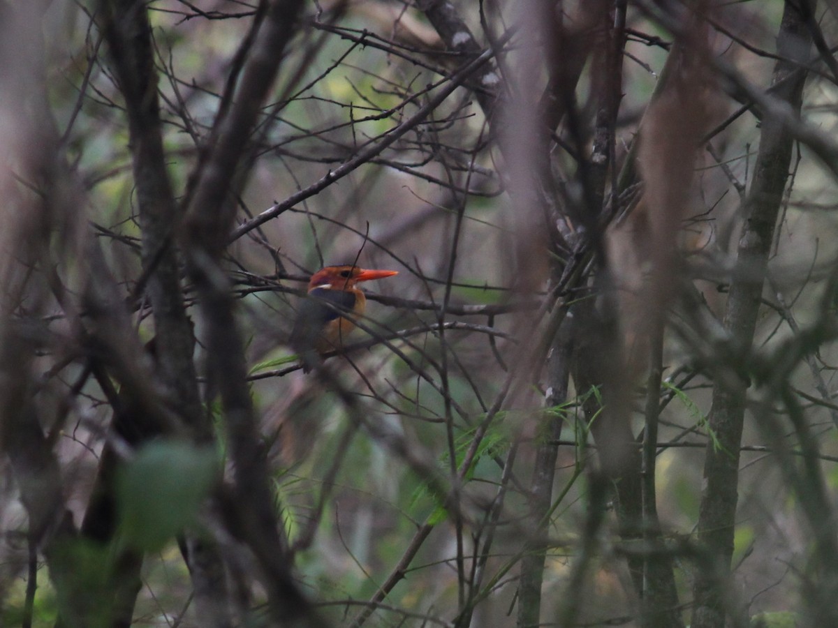 African Pygmy Kingfisher - ML613875119