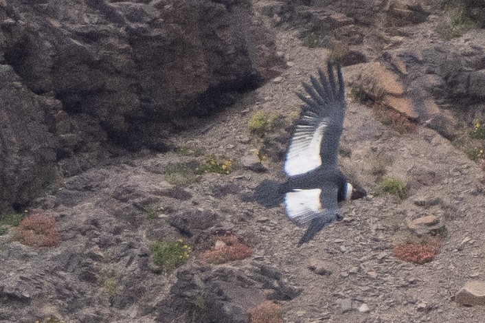 Andean Condor - ML613875278