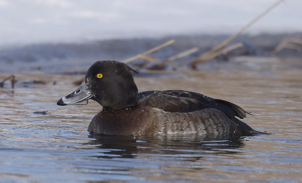 Tufted Duck - ML613875280