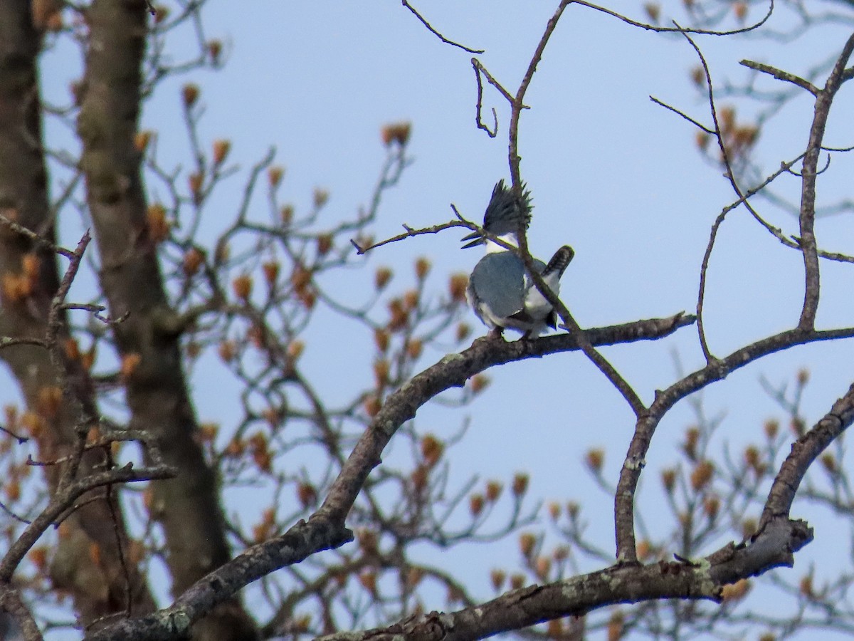 Belted Kingfisher - ML613875305