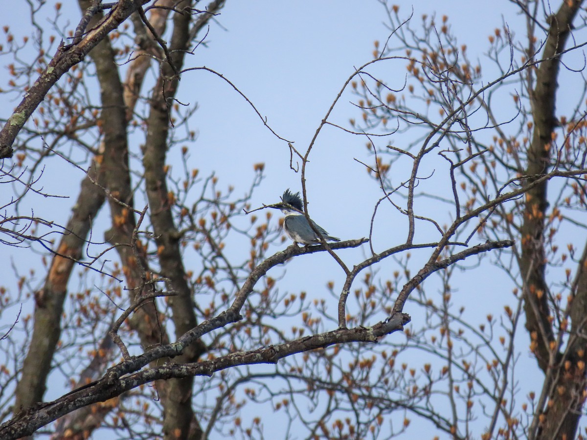 Belted Kingfisher - ML613875306
