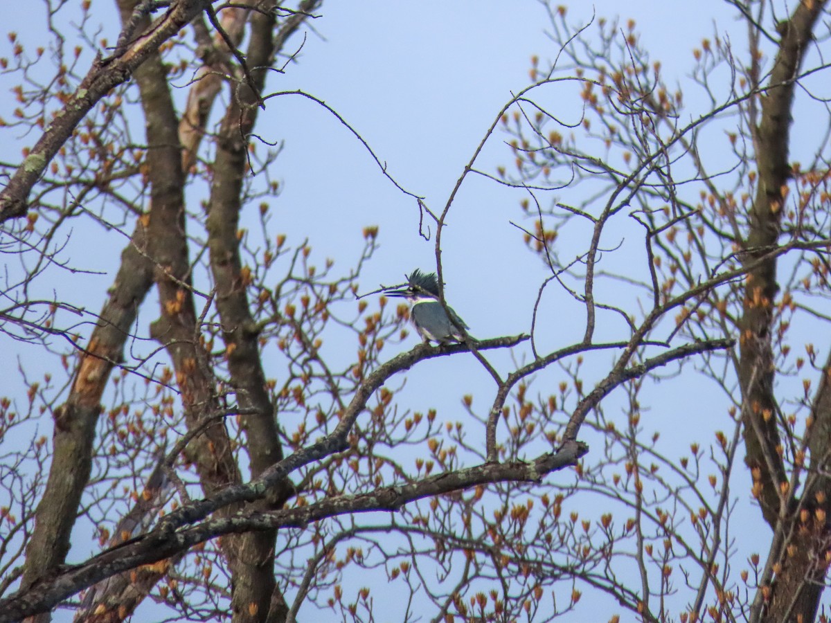 Belted Kingfisher - Bart Hutchinson