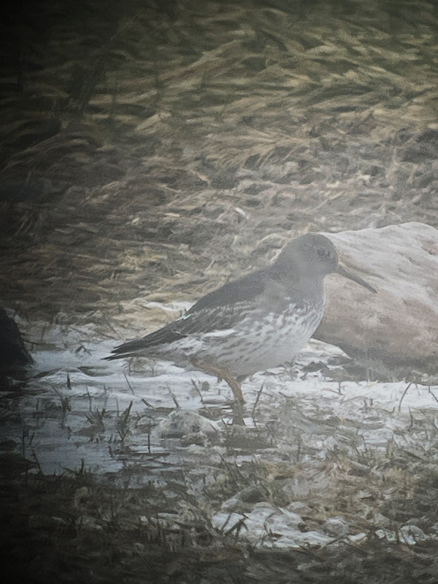 Purple Sandpiper - ML613875337