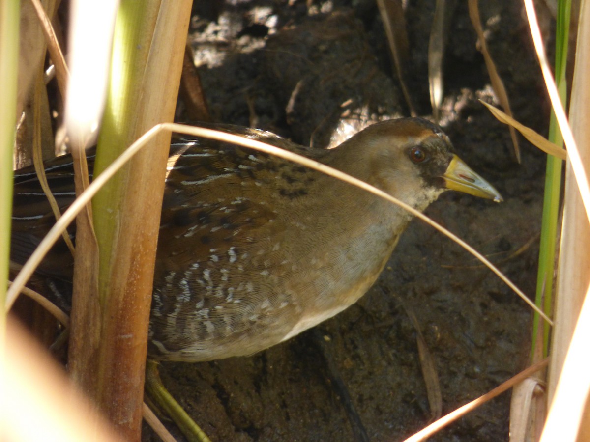 Polluela Sora - ML613875358