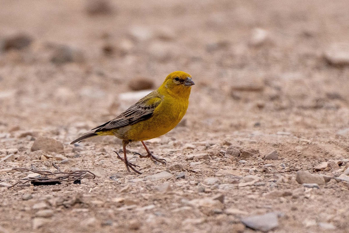Greater Yellow-Finch - ML613875368