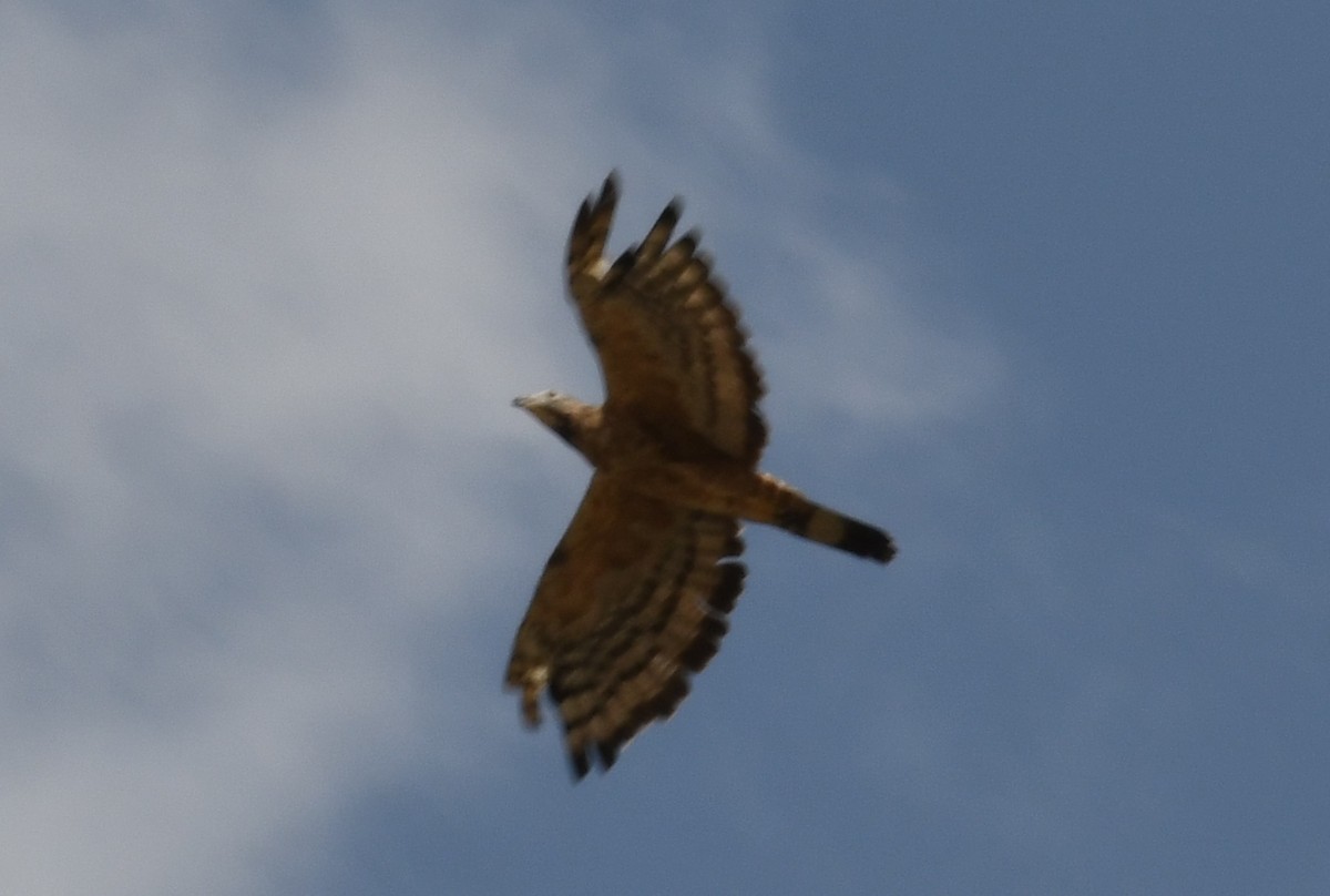 Oriental Honey-buzzard - ML613875384