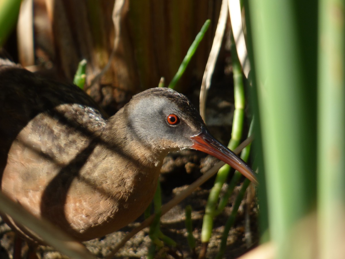 Virginia Rail - ML613875387