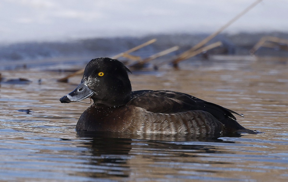Tufted Duck - ML613875407
