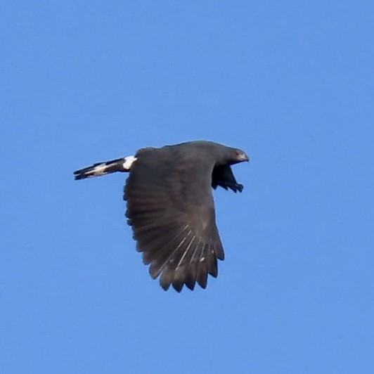 Crane Hawk - Vicki Nebes