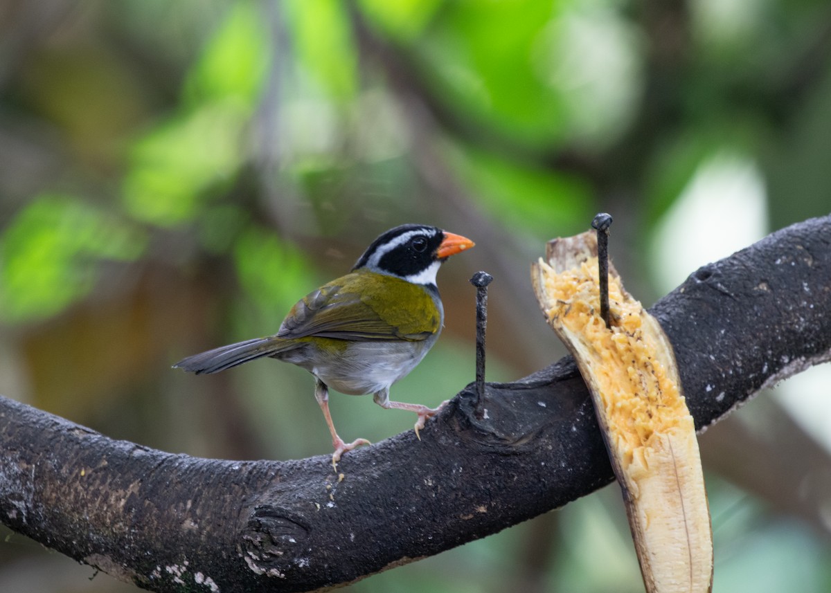 Orange-billed Sparrow (aurantiirostris Group) - Silvia Faustino Linhares