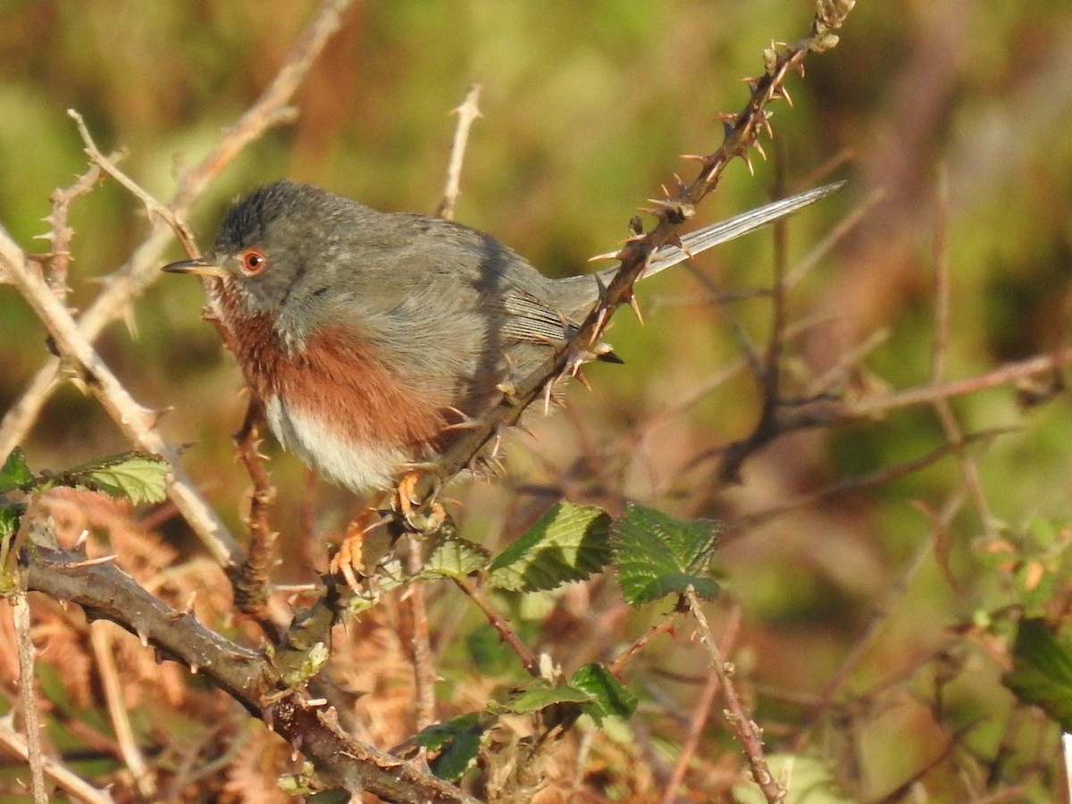 Dartford Warbler - Nelson Conceição