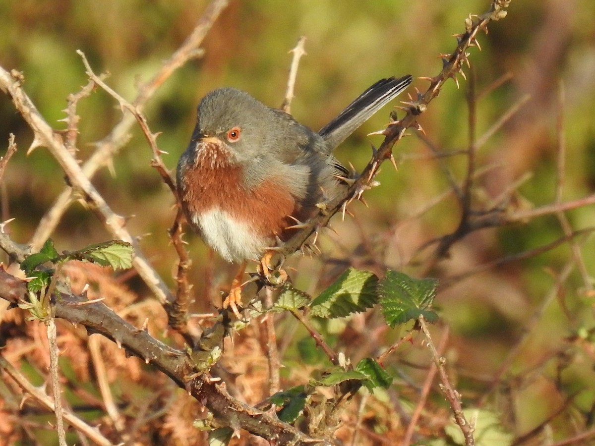 Dartford Warbler - Nelson Conceição