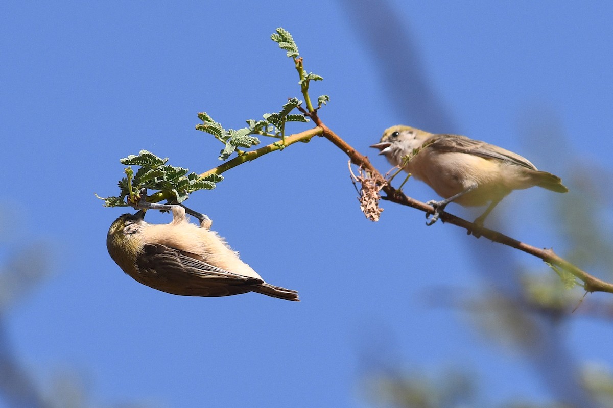 Sennar Penduline-Tit - ML613875500