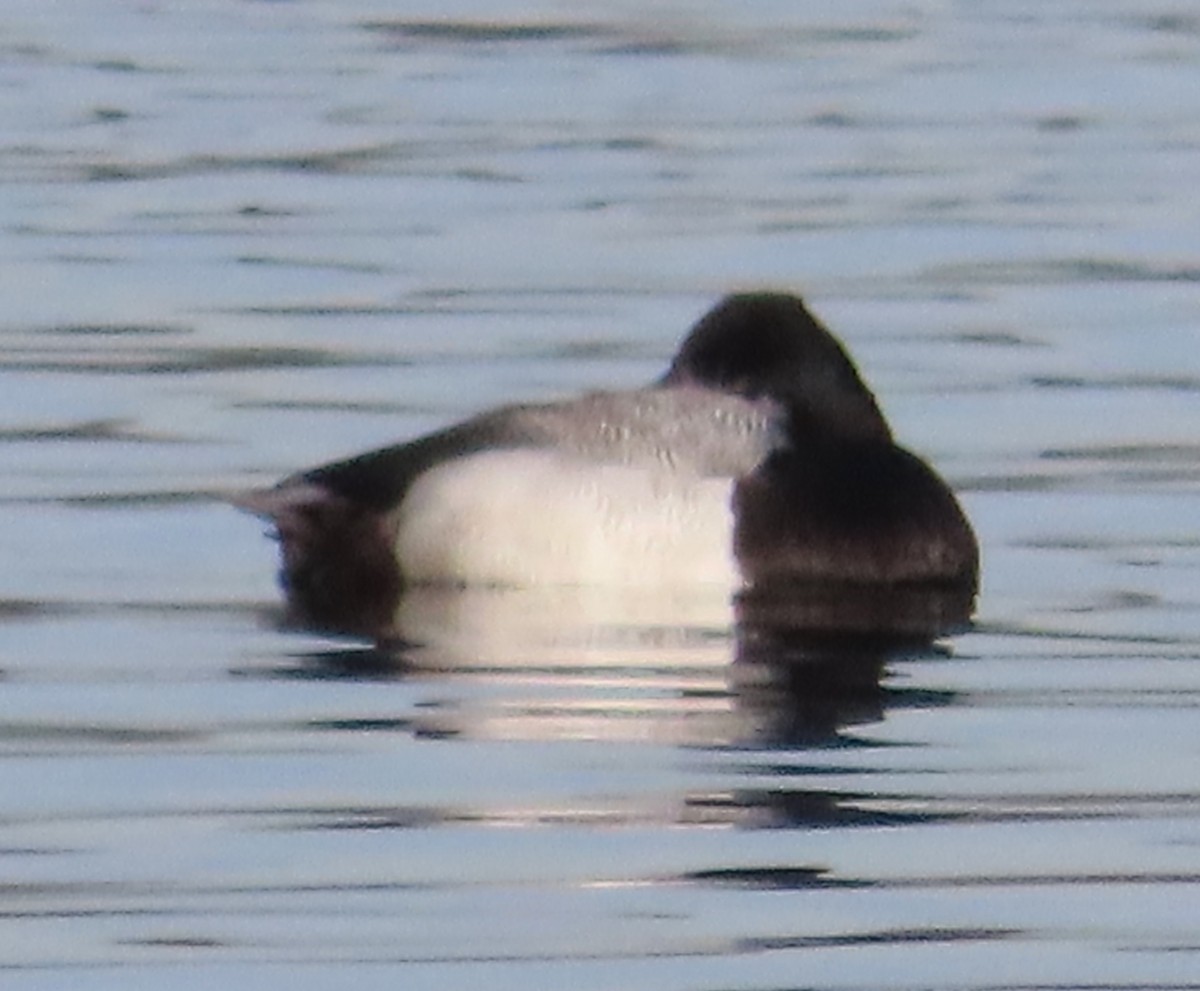 Lesser Scaup - ML613875511