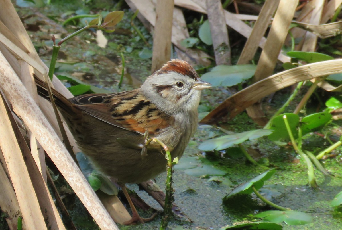 Swamp Sparrow - ML613875517