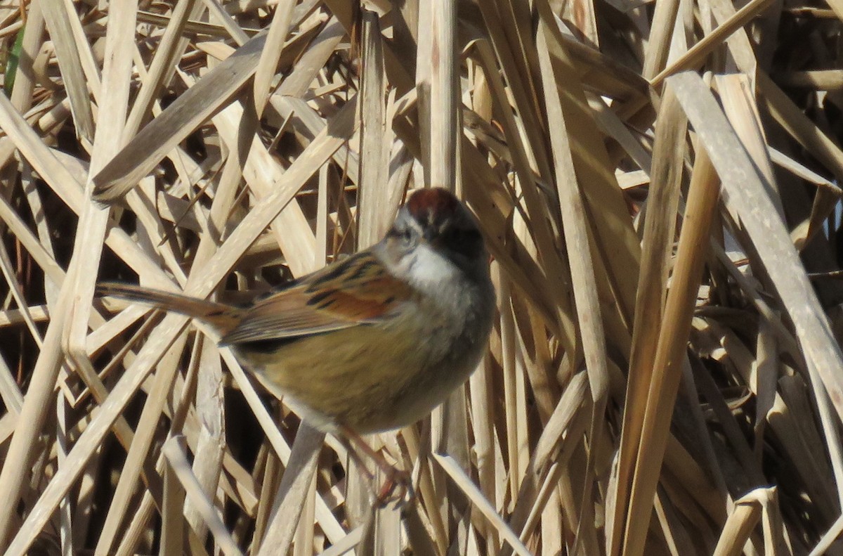 Swamp Sparrow - ML613875519