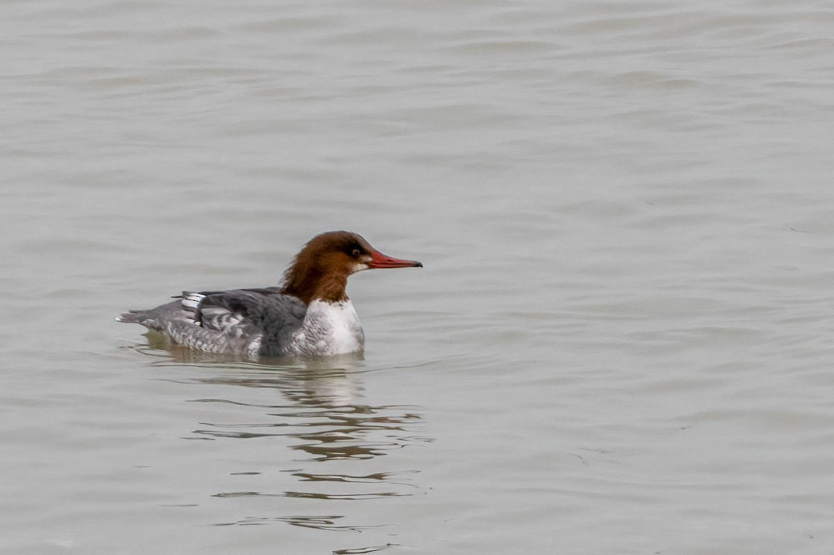 Common Merganser - ML613875552