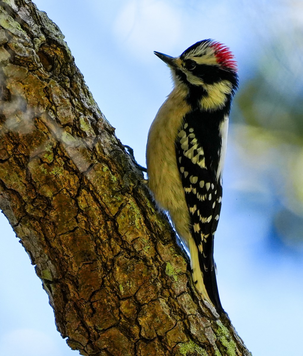 Downy Woodpecker - ML613875610