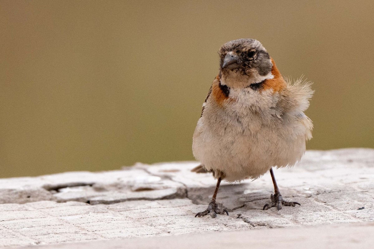 Rufous-collared Sparrow - ML613875675
