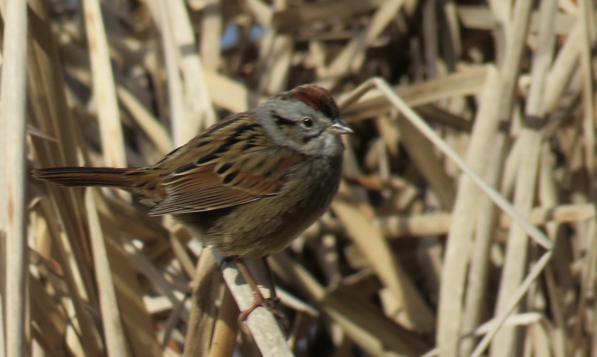 Swamp Sparrow - ML613875691