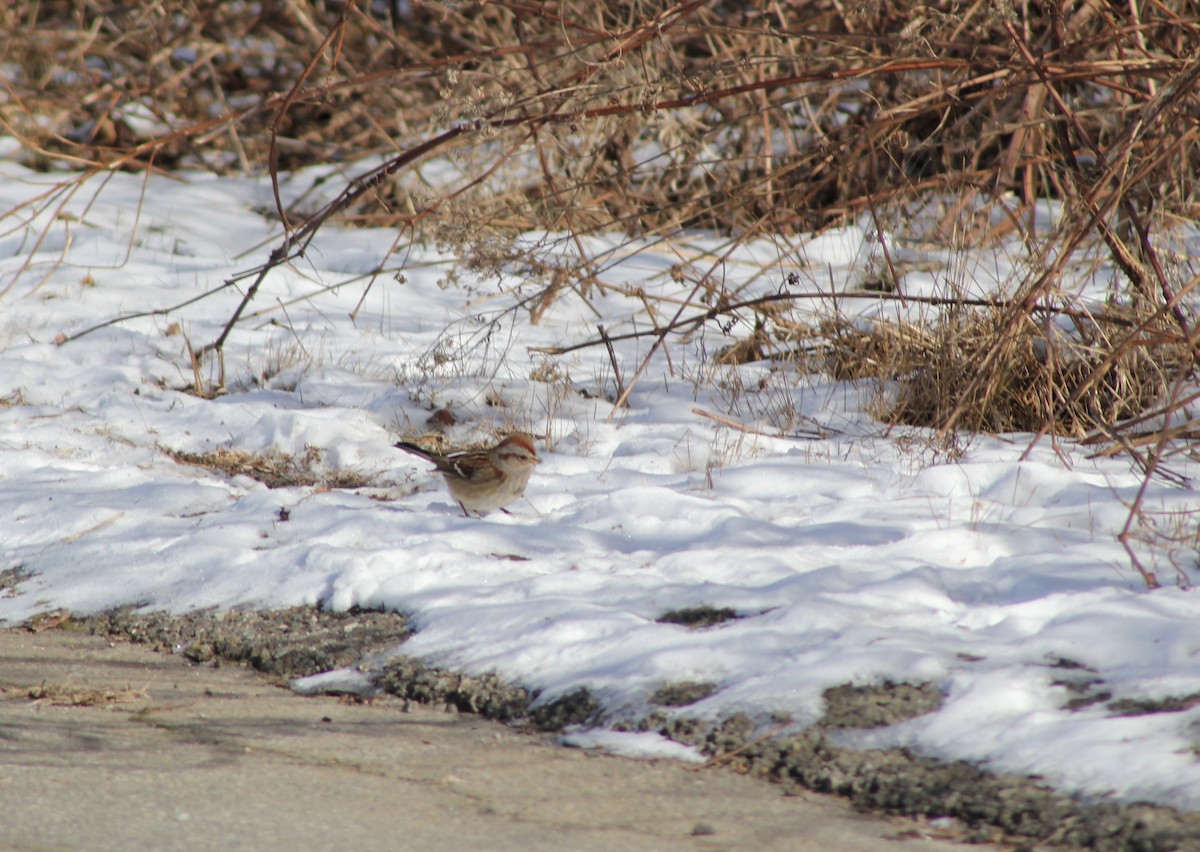 American Tree Sparrow - ML613875702