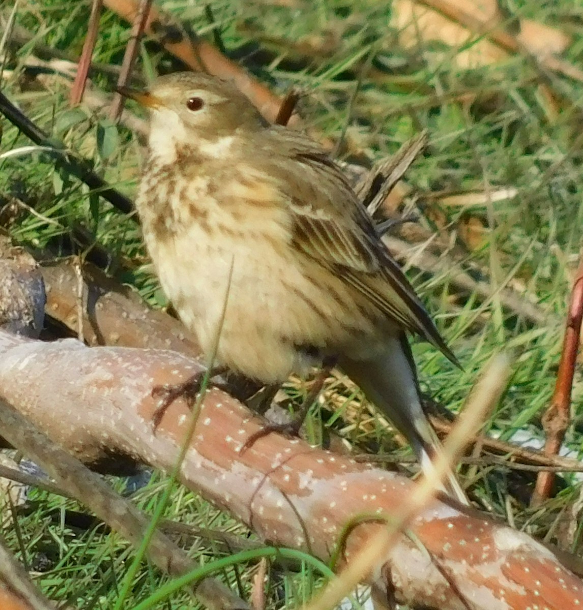 黃腹鷚 - ML613875717