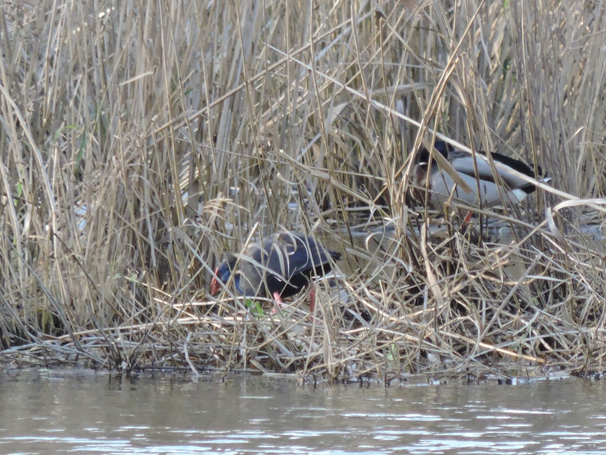 Western Swamphen - ML613875741