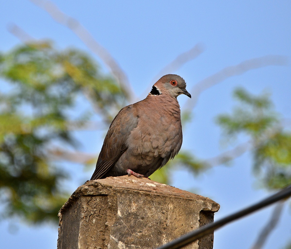 Mourning Collared-Dove - ML613875782