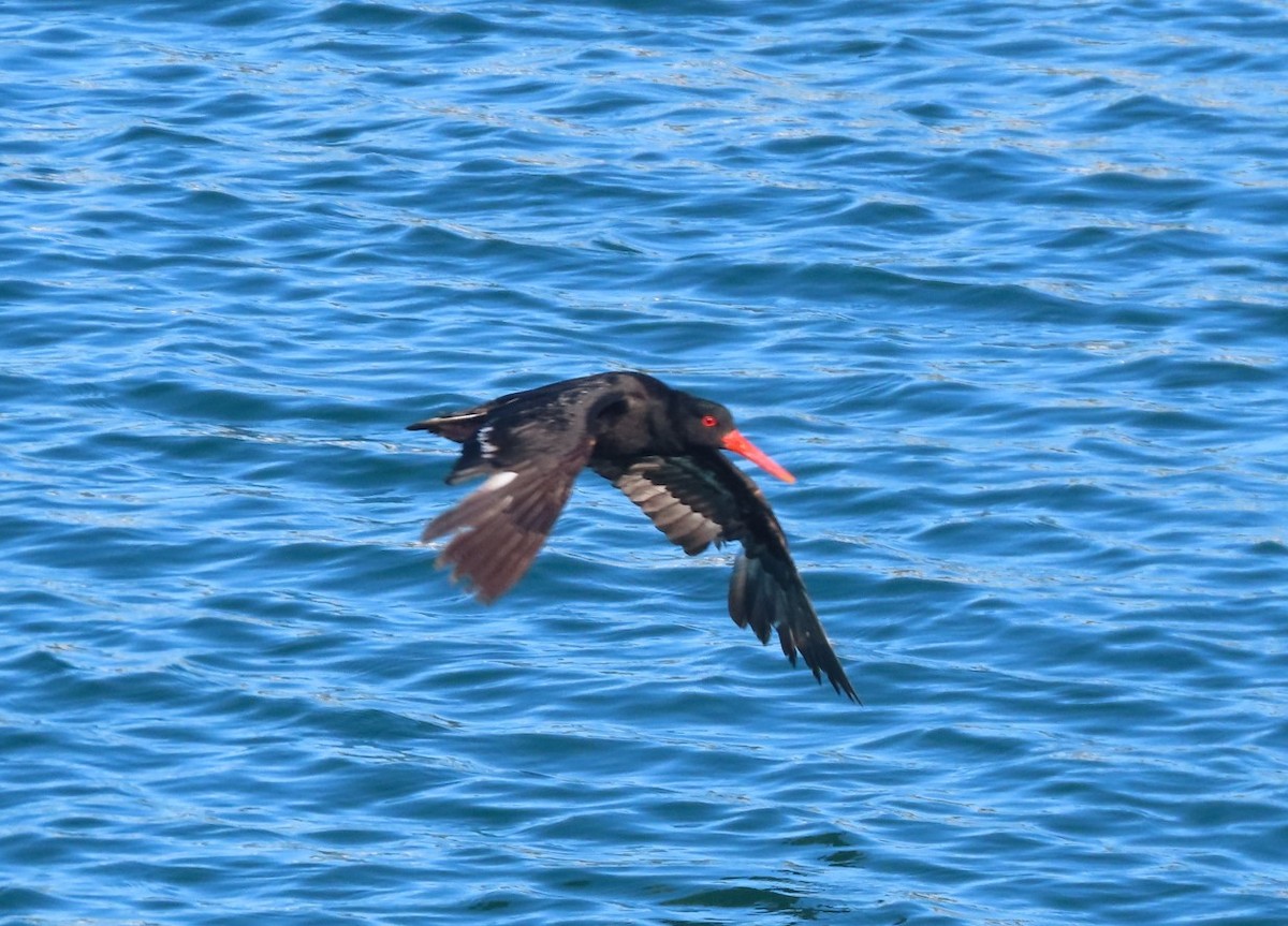 Variable Oystercatcher - ML613875785