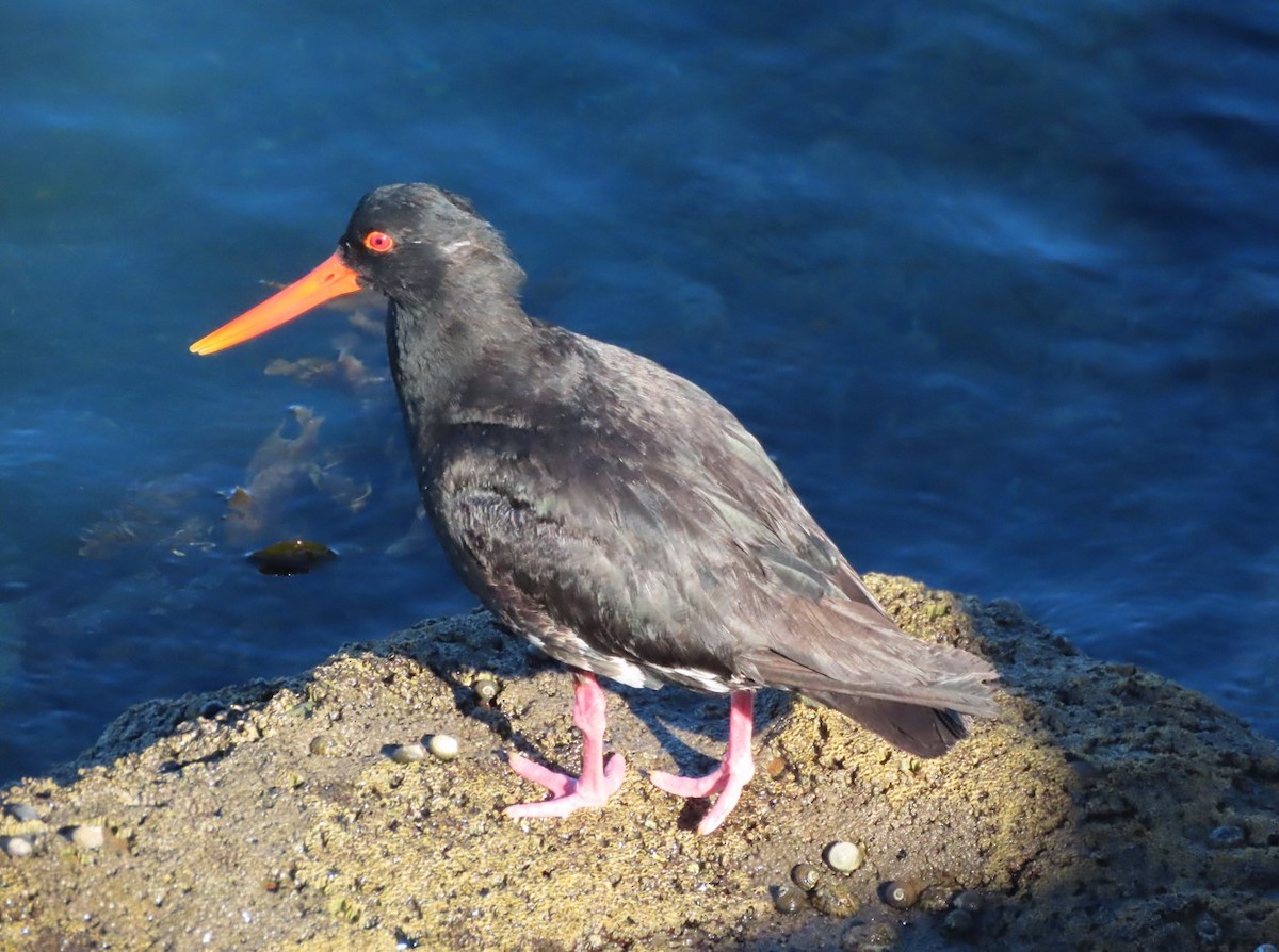 Variable Oystercatcher - ML613875786