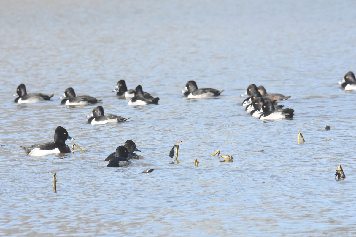 Ring-necked Duck - ML613875833