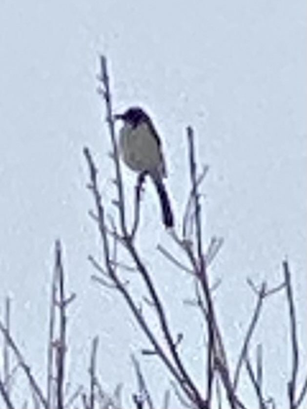 California Scrub-Jay - Tammy Short