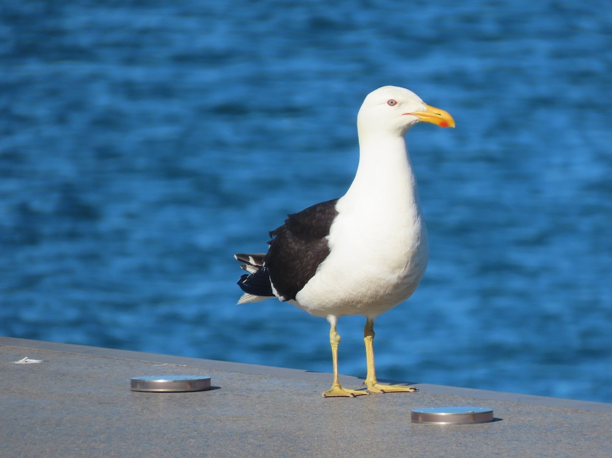 Kelp Gull - ML613875854