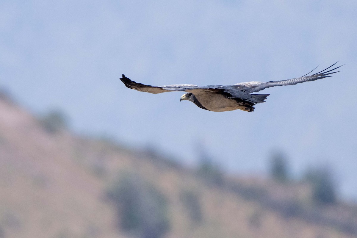 Black-chested Buzzard-Eagle - ML613875884