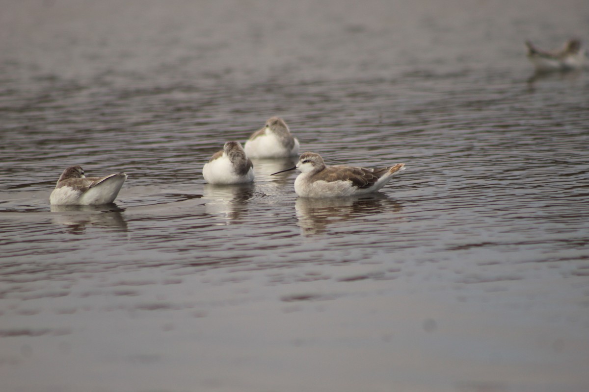 Wilson's Phalarope - ML613875893