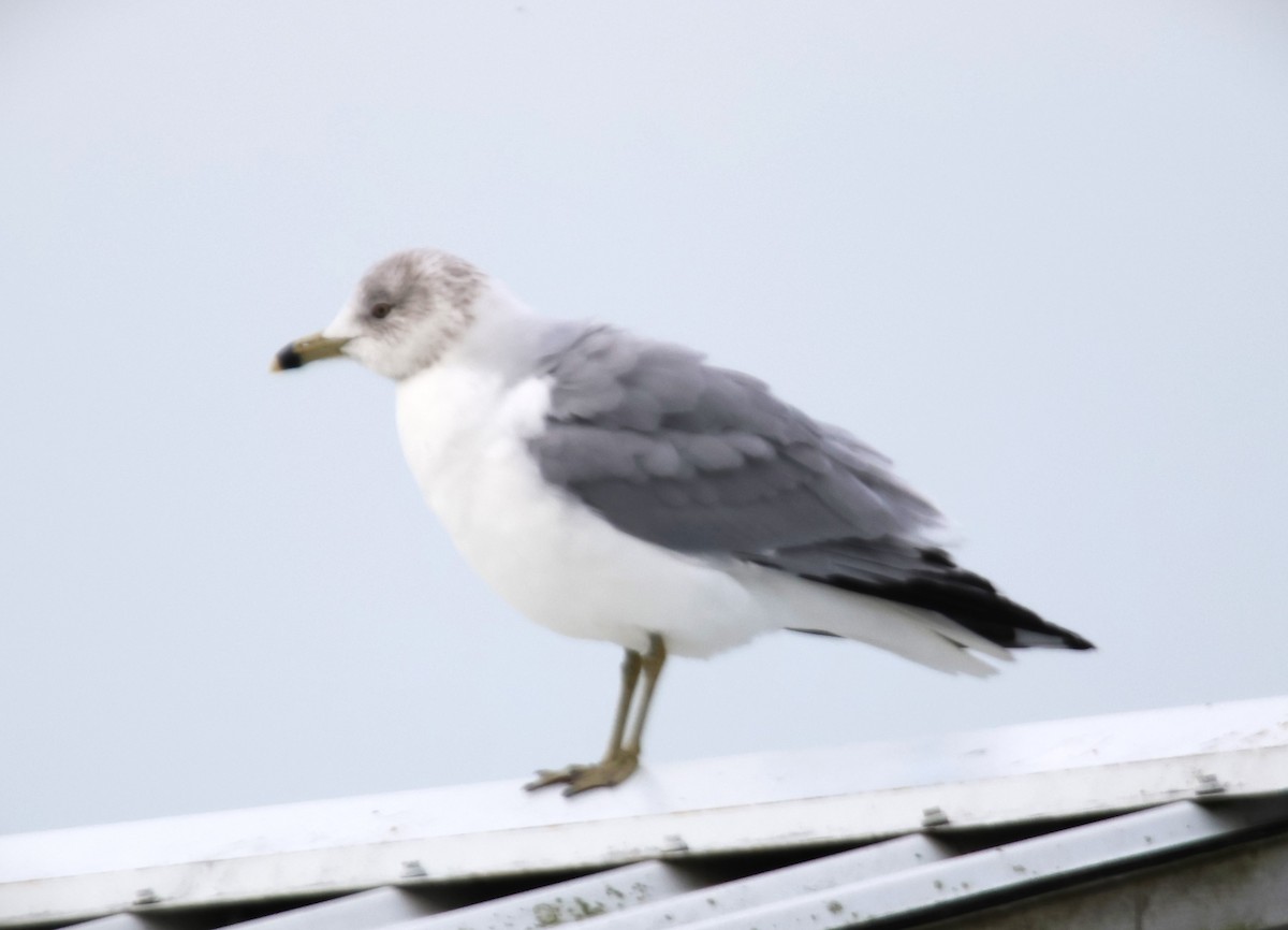 Делавэрская чайка - ML613875930