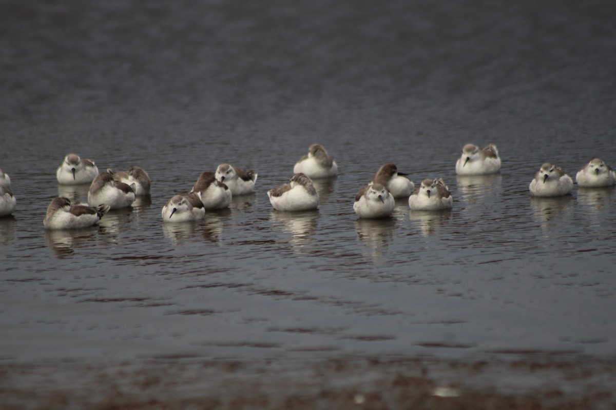 Wilson's Phalarope - ML613875933