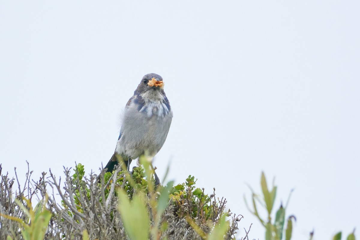 California Scrub-Jay - ML613875956