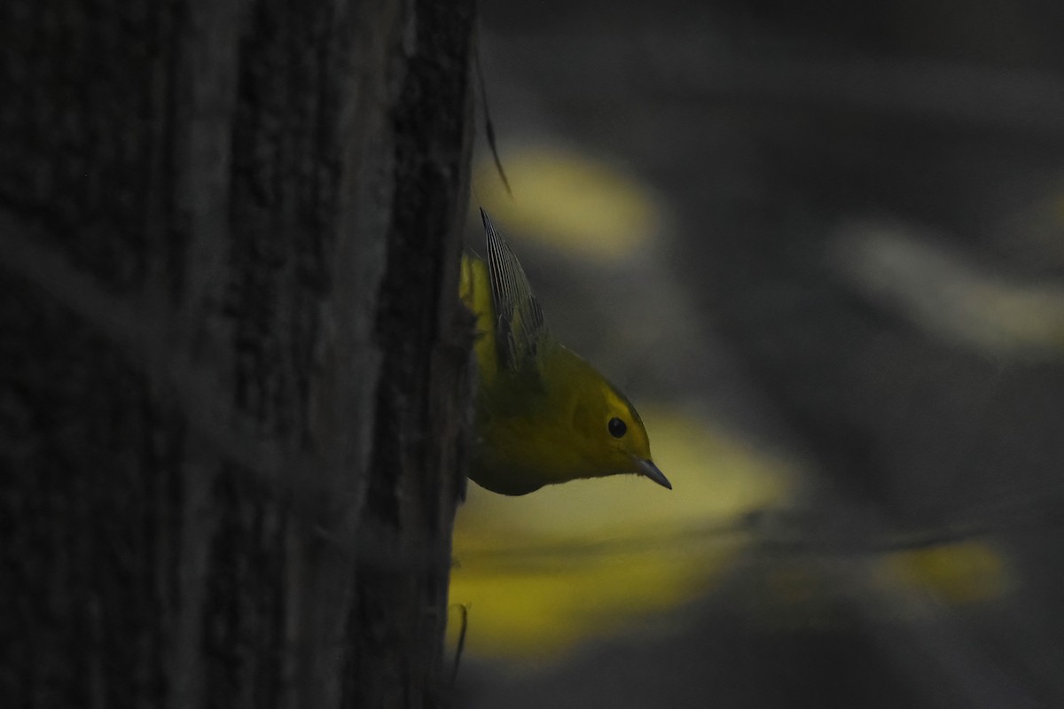 Wilson's Warbler - ML613875967