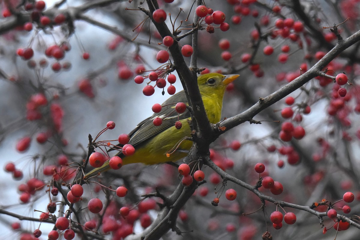 Western Tanager - ML613875971