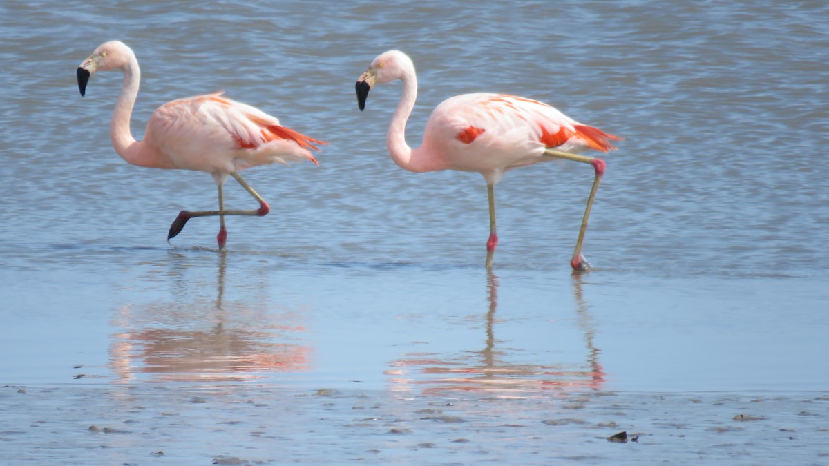 Chilean Flamingo - su ortali