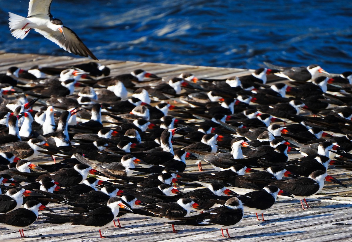 Black Skimmer - ML613876095