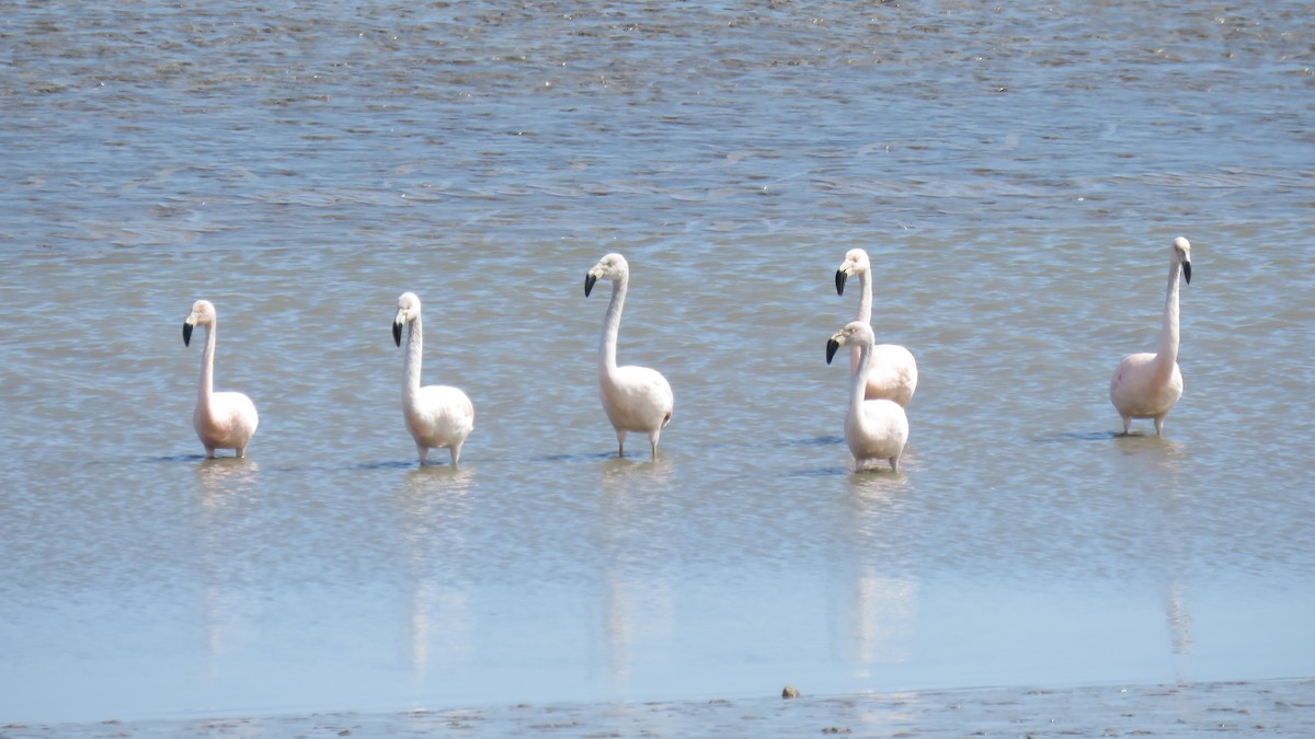Chilean Flamingo - su ortali