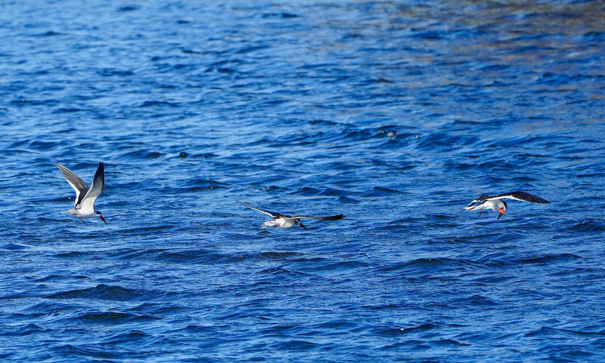 Black Skimmer - ML613876118