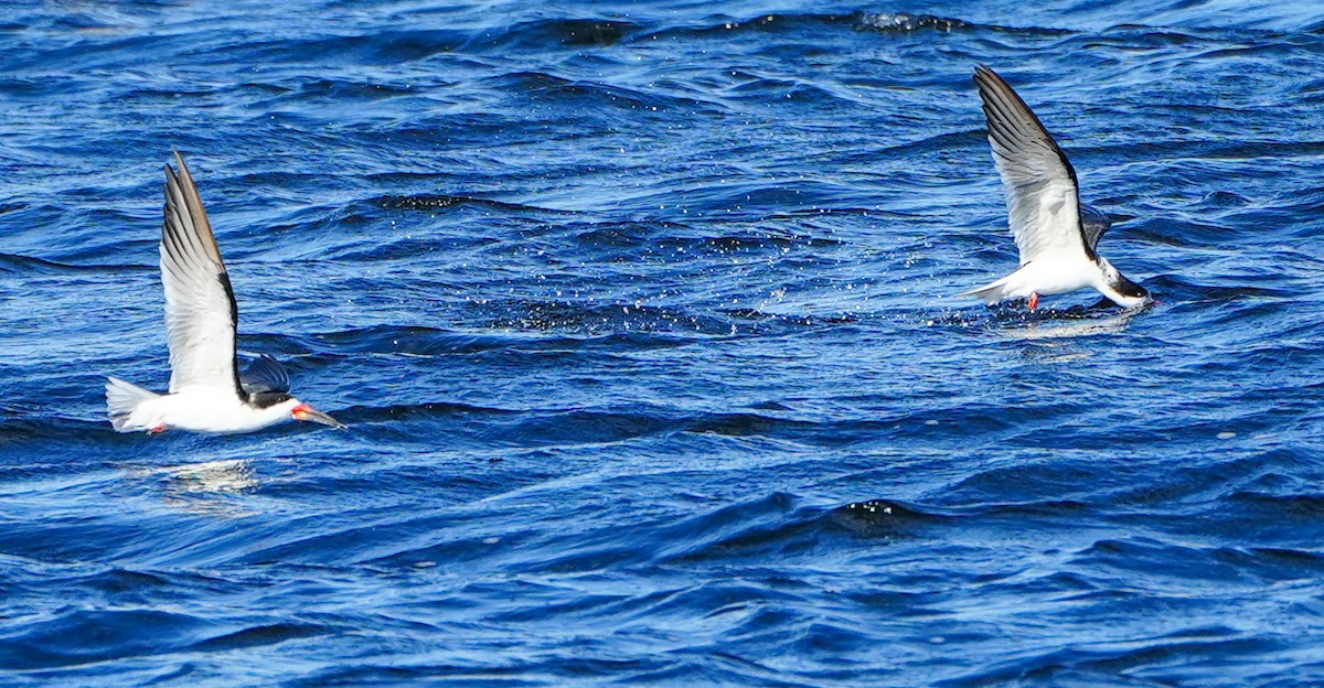 Black Skimmer - ML613876132