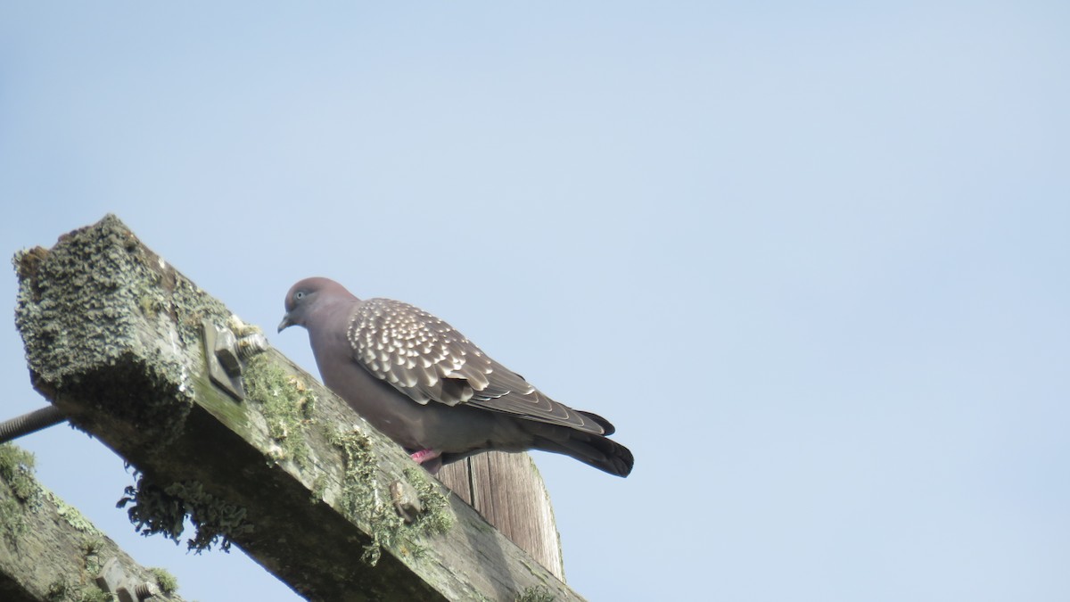 Spot-winged Pigeon - su ortali