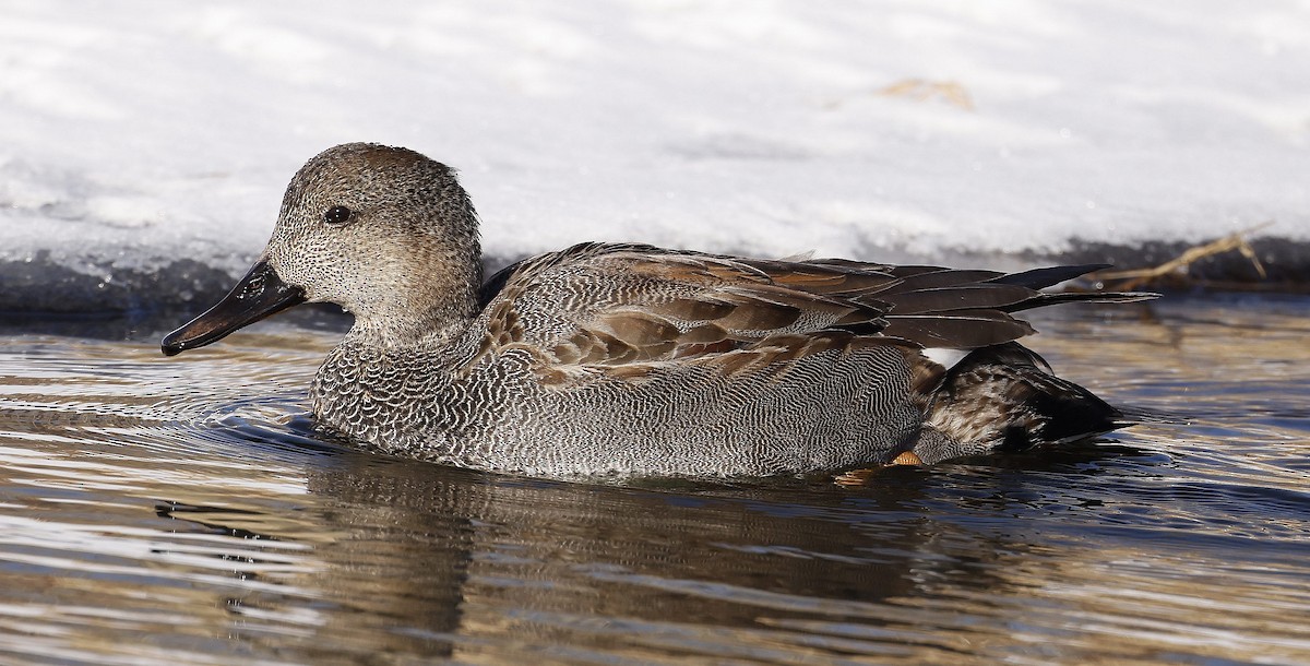 Gadwall - ML613876168