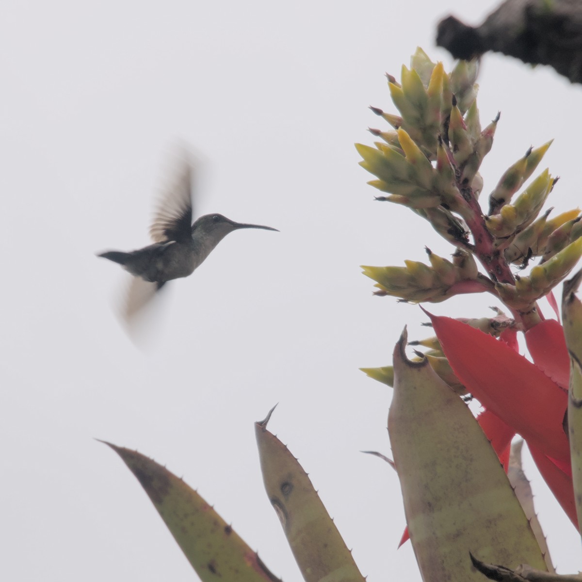 kolibřík nymfový - ML613876245
